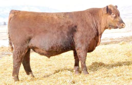 We have an excellent group of sons in this years offering. His dam and granddam are in our elite donor program. Big Horn Z150 sold to Barenthsen/Bullinger Red Agnus in 2013.