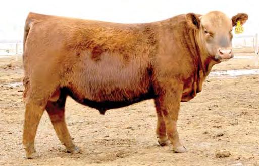 Feddes Big Horn Z150 8 Feddes / C-T Red Angus Production Sale View the full-color catalog online at www.ctredangus.