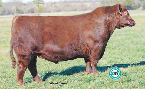His dam has a 120 weaning ratio on two calves, granddam 108/4, great granddam (she is a maternal sister to 310 the dam of Feddes Big Sky R9) is 102 on 9 head.
