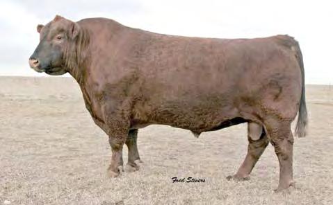 04 41% 6% 16% 9% 29% 40% 13% 76% 2% 82% 74% 37% 82% 56% 29% 93% YEARLING RED ANGUS S B205 started out with a 66# BW and exploded out to a WR 105, YR 108, and REA 105.