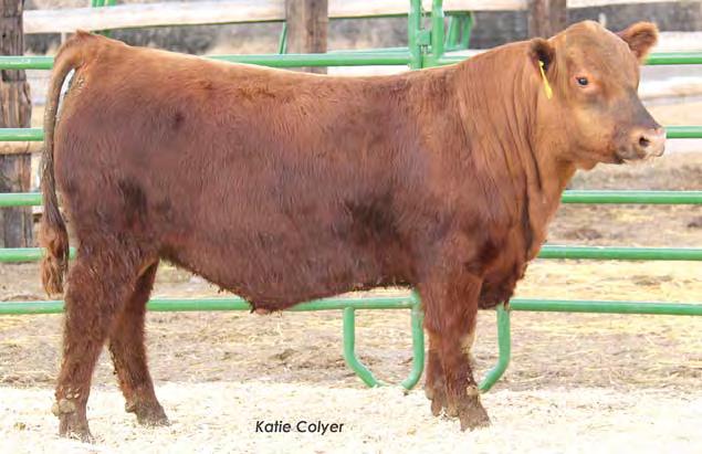 His sire is now at ABS after earning their attention following 2 calf crops. Herbuilder 16%, GridMaster 1%, top 3% CED, 9% BW, 3% MA.