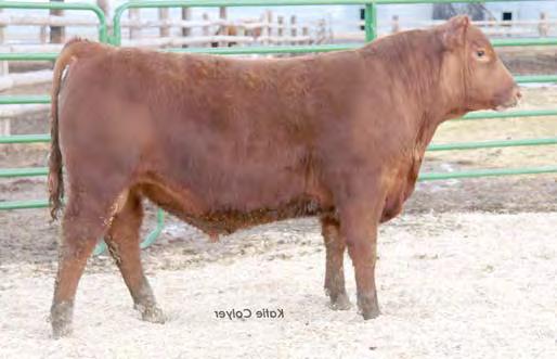 Lot 20 Lot 19 C-T Miss Pan 0760, dam Lot 21 Chuck s mom, Alyce, and her boys 19 20 YEARLING RED ANGUS S FEDDES CASCADE 9157 B253 MESSMER PACKER S008 MESSMER JOSHUA 019P MESSMER MILLIE 124P FEDDES