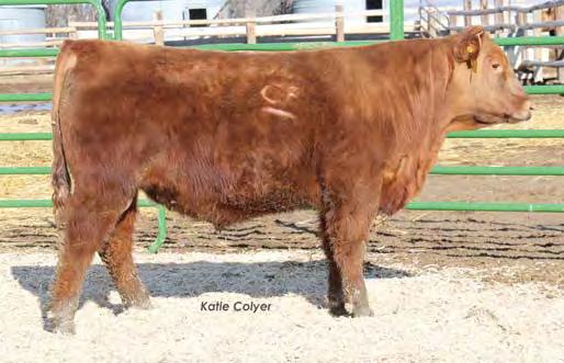 YEARLING RED ANGUS S Lot 24 Lot 23 C-T Miss Pan 0760, dam Bet you didn t know Chuck could dance!
