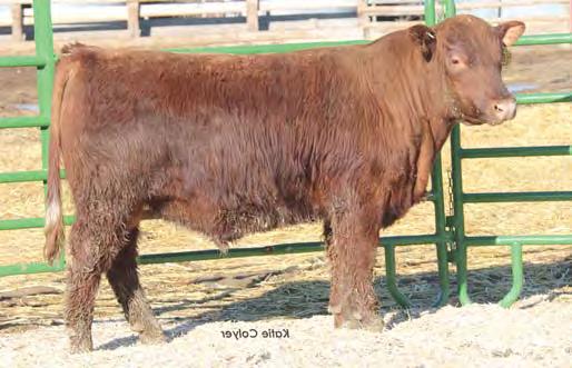 Feddes Lakina 310, dam Lot 44 Lot 45 43 44 YEARLING RED ANGUS S FEDDES BERRY 310 B287 RED FINE LINE MULBERRY 26P RED COMPASS MULBERRY 449M RED DUS FAYETTE 8G FED FLIKK MULBERRY X648 UBAR GRAND PRIX