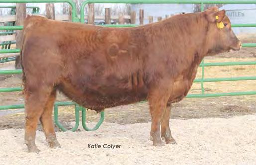 01 70% 15% 95% 88% 9% 6% 43% 40% 17% 70% 73% 5% 85% 5% 27% 59% GM 15%, WW 9%, YW 6%, MA 5%, REA 27% This bull will sire cattle that will perform and make you money on the grid WR 105, YR 107, REA 105