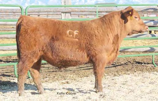 YEARLING RED ANGUS S Becky and Jerremy Townsend Lot 64 Cayl and his 4-H pigs 63 BKT JULIAN 7526 G BKT MARTA 9A13 JL 2/5/14 HXC 529E LMB ELWAY 938 1703151 FED S ELWAY 766 FED S VRDALE 360 FEDDES