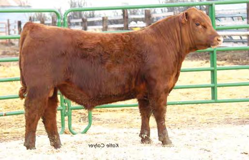 Lot 75 Feddes Lakina 310, dam Lot 76 Lot 77 75 76 Big time growth bull, WW 2%, YW 4% WR 110, YR 102, Dam s MPPA 102 * Calving ease YEARLING RED ANGUS S FEDDES BERRY 310 B286 RED FINE LINE MULBERRY
