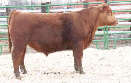 09 HB 21%, CED 22%, BW 35%, ST 8%, YG 9%, REA 4% BR 95, WR 102, YR 106, REA 107 Dam s record: WR 102, YR 104, REA 105 Lot 78 ** Calving ease View the full-color catalog online at www.feddesredangus.