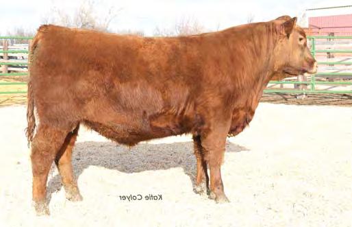 YEARLING RED ANGUS S Lot 87 Lot 88 Lot 89 87 MESSMER PACKER S008 MESSMER JOSHUA 019P MESSMER MILLIE 124P FEDDES CASCADE Z157 2/17/14 FEDDES LAKINA 87S FEDDES LAKINA 453 1687112 FEDDES LAKINA 310