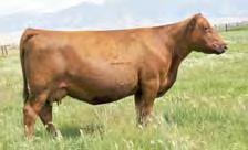2 Dam was our high selling cow in the Big Sky Elite 2014 to Scott Bachmann ** Calving ease C-T GRAND STATEMENT 4065 LJC LANCER 806 LJC HANNAH 106 CTDB HOBO S GAL 803 BUF CRK BARNEY 3474 C-T