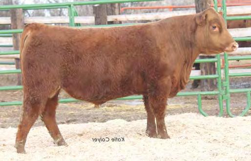 YEARLING RED ANGUS S Lot 95 Feddes Lakina 310, dam Lot 96 Lot 97 95 RED FINE LINE MULBERRY 26P RED COMPASS MULBERRY 449M RED DUS FAYETTE 8G FED FLIKK MULBERRY X648 UBAR GRAND PRIX 102 2/24/14