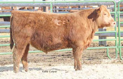 Lot 99 Feddes Lakina 87S Lot 101 99 101 102 YEARLING RED ANGUS S FEDDES GRANITE M02 B413 FEDDES GRANITE Z132 2/11/14 FEDDES SLEEK 2S FEDDES SLEEK 446 GLACIER LOGAN 210 1666896 GLACIER TUNDRA 908