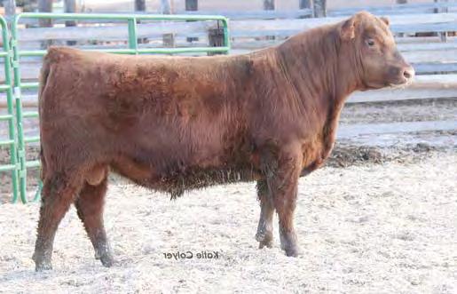 YEARLING RED ANGUS S Lot 103 Lot 104 Lot 105 103 MESSMER PACKER S008 MESSMER JOSHUA 019P MESSMER MILLIE 124P FEDDES CASCADE Z157 2/8/14 FEDDES LAKINA 87S FEDDES LAKINA 453 1687099 FEDDES LAKINA 310