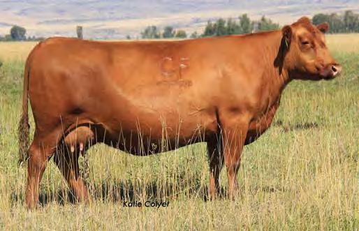 Lot 116 Feddes Blockana R80, dam Two boys plus one BB gun adds up to TROUBLE!