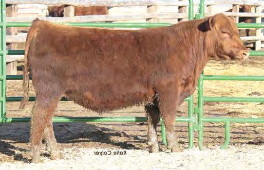 YEARLING RED ANGUS S Lot 120 Lot 121 Lot 122 120 BUF CRK THE RIGHT KIND U199 BUF CRK LANCER R017 BUF CRK SHOSHONE R353 LOOSLI RIGHT KIND 107 5L HOBO DESIGN 273-7047 3/13/14 MISS LL DESIGN 949 LOOSLI