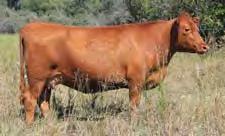WW, 112 IMF ratio, CED top 3% Nice Miss Anne (Packer) cow MPPA 102 *** Calving ease HB... HerdBuilder Index Need bulls for developing a profitable cowherd and maximizing the value of marketed progeny?