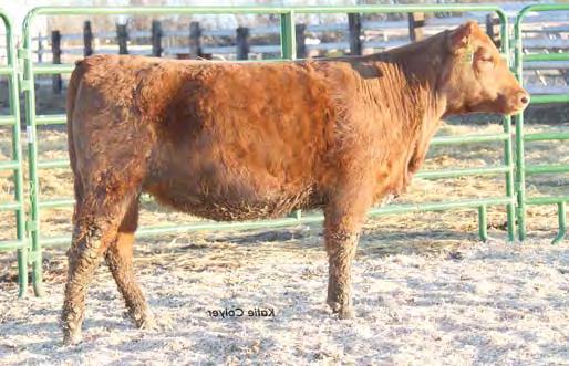 YEARLING RED ANGUS HEIFERS YEARLING REGISTERED RED ANGUS HEIFERS 126 C-T MISS PAN 4092 Lot 126 C-T Miss Pan 0511, dam Lot 127 On top of the world COW BKT