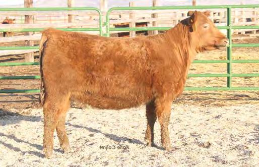 01 67% 24% 78% 66% 48% 48% 55% 50% 23% 70% 66% 5% 54% 45% 52% 21% Grand Statement daughter with a beautiful phenotype These Miss Pan cows have risen to the top RBH VERDALE 1407 RED CROWFOOT OLE S