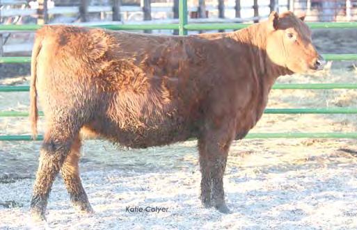 YEARLING RED ANGUS HEIFERS 144 Lot 143 Consulting with the boss, Trac FEDDES SM BLOCKY Z9 B57 COW BUF CRK THE RIGHT KIND U199 BUF CRK LANCER R017 BUF CRK SHOSHONE R353 LOOSLI RIGHT KIND 107 5L HOBO