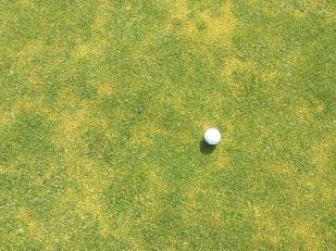 Photo Observations and Comments Figure 1: The greens are reported to have performed well through the season.