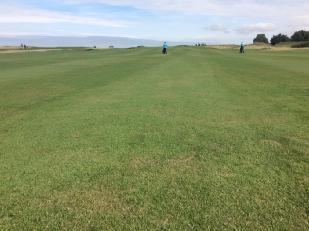 Figure 8: The texture and growth habit of the fairways was far better this year following the introduction of regular grooming