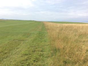 Figure 10: The rough grasslands play a pivotal role across the course aesthetically and strategically.