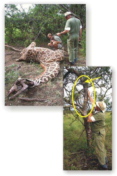 A female giraffe killed by a poacher s snare specially set in tree.