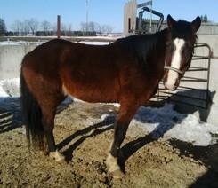 LOT 47 STANDARDBRED - MARE 15hh, friendly, quiet, used for horseback riding lessons. One too many horses, need to sell one.