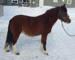 She is very well broke walk trot canter (or walk jog lope) jumps, trail rides, has done ppgs.