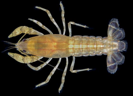 H.W. Robison, K.A. Crandall, and C.T. McAllister small crayfish was thought to be rare in Arkansas.