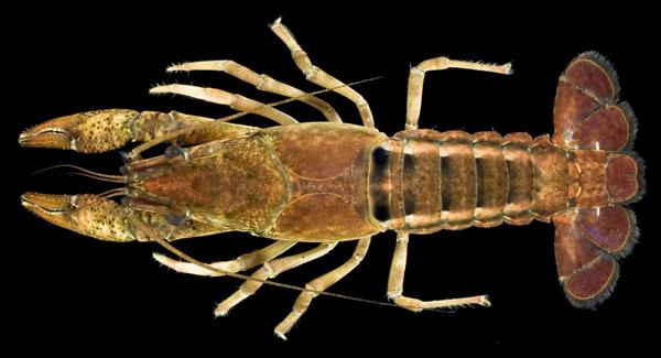 es of Arkansas currently stable for F. williamsi based on long-term research on Arkansas crayfishes by Robison (1997) and Westhoff et al. (2006). IUCN Red List Status: Least Concern.