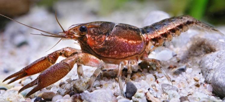 H.W. Robison, K.A. Crandall, and C.T. McAllister crayfish fauna, provided distributional data on state species, and/or described new species occurring in the state.