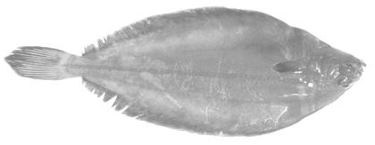 Stock Status Report /5 4S 4R Witch Flounder (Divs. 4RST) Background 4T Pn 4Vn Ps Witch flounder are found in the deeper waters of the North Atlantic.