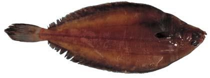 DFO Science Stock Status Report A-() Witch Flounder (Divs. ST) Background 4T 4S Pn 4Vn Ps Witch flounder are found in the deeper waters of the North Atlantic.