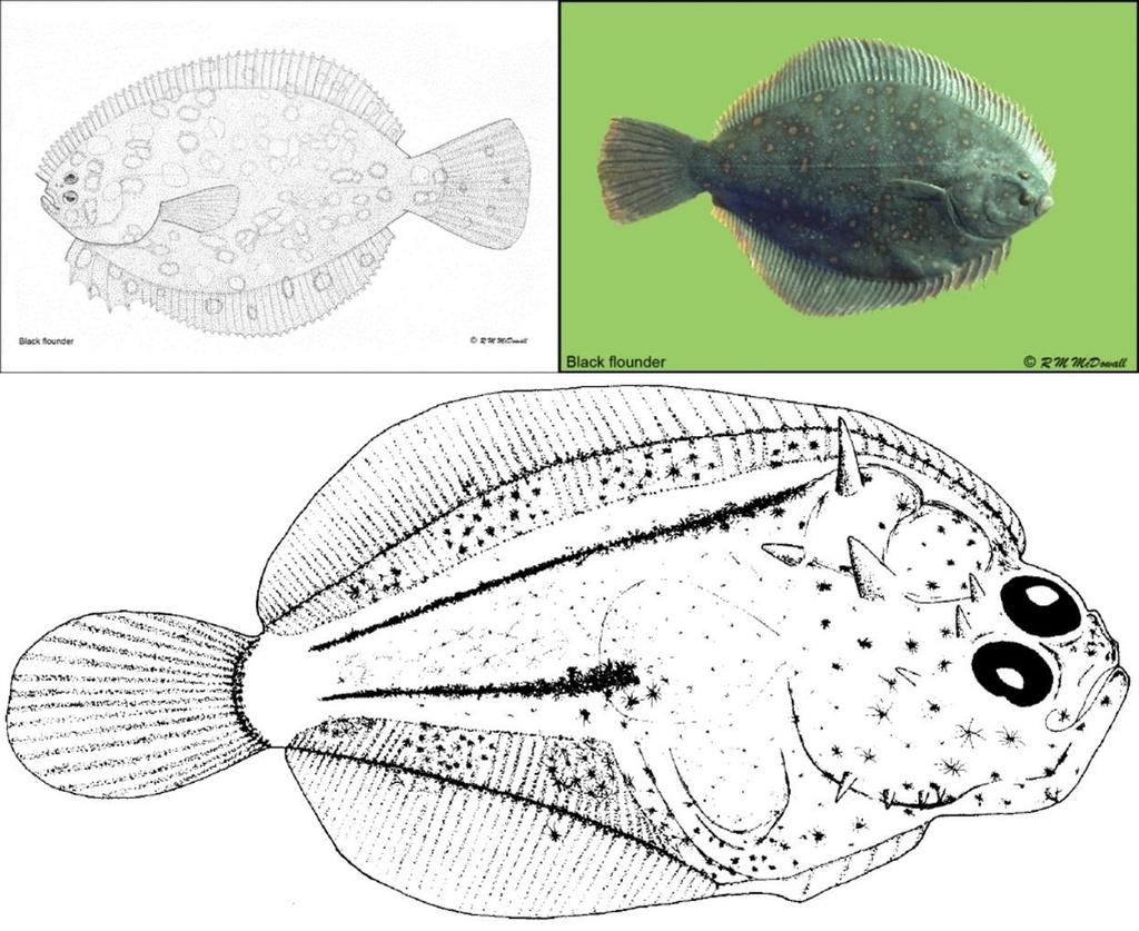 9 Pātiki Mohoao (Black flounder) Family: Pleuronectidae Species: Rhombosolea retiaria The black flounder (Figure 69), pātiki mohoao (Rhombosolea retiaria), is the only member of the flatfish family,