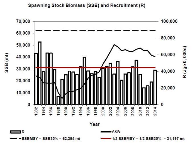 14 Figure 3. Summer flounder Spawning Stock Biomass (solid line) and Recruitment at age 0 (bars). Dashed line = proxy for Spawning Stock Biomass at Maximum Sustainable Yield).