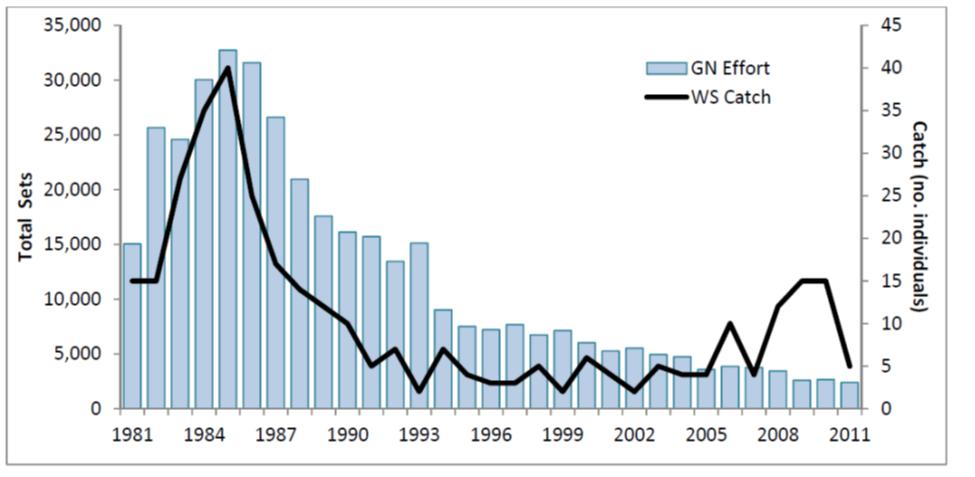 Detailed rationale (optional): Figure 11. Reported white shark catch in West Coast commercial gill net fisheries 1981 2011. White Seabass: Factor 2.