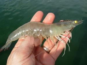 Shrimp collapse in 2013 due to EMS Production and area of Shrimp in Vietnam 2001-2012 700 Area (000 ha) Production (000 ton) 600.0 1000 T 600 500 400 300 200 186.2 237.9 281.8 327.2 354.5 384.