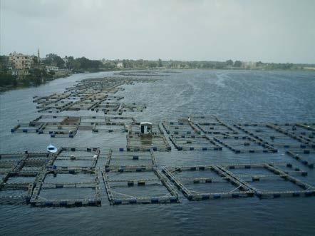 Value chain Egypt Pond farming 95%, cage farming 5%
