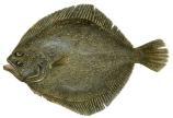 Feed for more than 60 species Atlantic Salmon Turbot