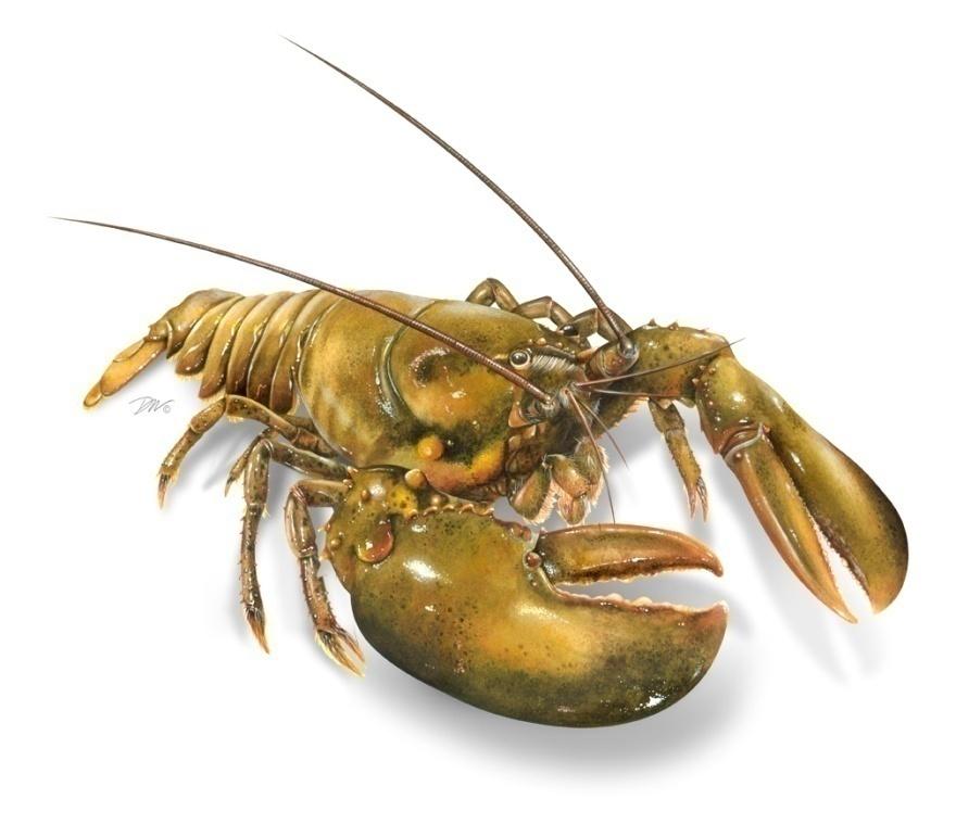 & Advisory Report to the American Lobster Stock Assessment Peer Review