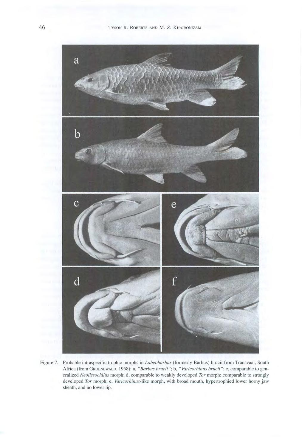46 TYSON R. ROBERTS AND M. Z. KHAIRONIZAM Figure 7. Probable intraspecifi c trophic morphs in Labeobarbll.\' (formerl y Barbus) brucii from Transvaal.
