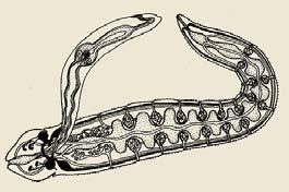 Nemertean worms Rhynchocoel Proboscis