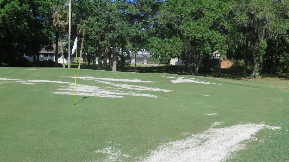 Cyanobacteria populations have occurred at sites with lower turf density. Sand topdressing was being applied to these areas to deter these populations and encourage new Tifdwarf growth.