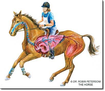 Anatomy and Physiology Part 11: Of Blood and Breath by: Les Sellnow There are few similarities between horses and automobiles, but in a manner of speaking, the horse's circulatory and respiratory