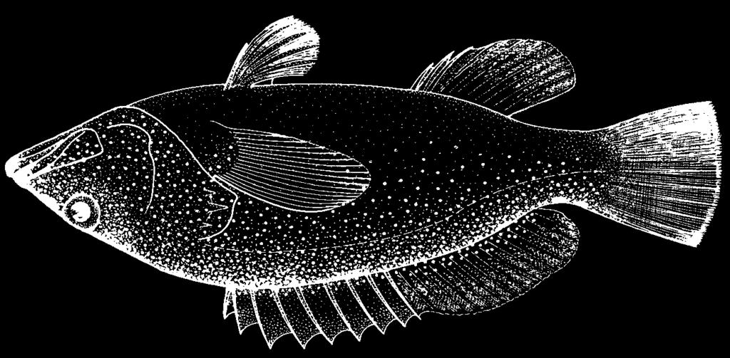 1336 Bony Fishes Cephalopholis fulva (Linnaeus, 1758) Frequent synonyms / misidentifications: Epinephelus fulvus (Linnaeus, 1758) / None.