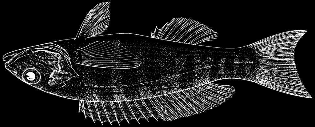 1338 Bony Fishes Diplectrum formosum (Linnaeus, 1758) FAO names: En - Sand seabass (AFS: Sand perch); Fr - Serran de sable; Sp - Serrano arenero.