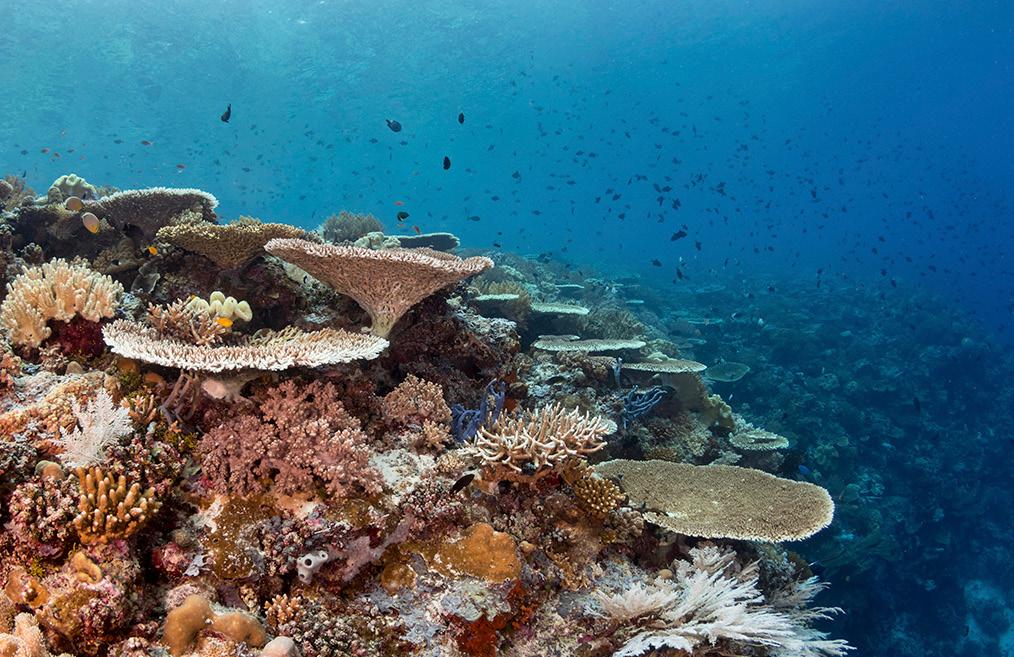 Reefs, Walls and Pinnacles A large part of the Pelagian s itinerary targets the coral-rich shallows, slopes and steep drop offs of the Karang Kaledupa Reef System that lies between Wakatobi Dive