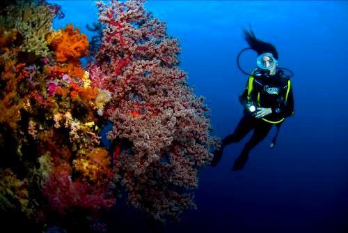 Explore the abundant unspoiled hard and soft corals lining resplendent reef walls.