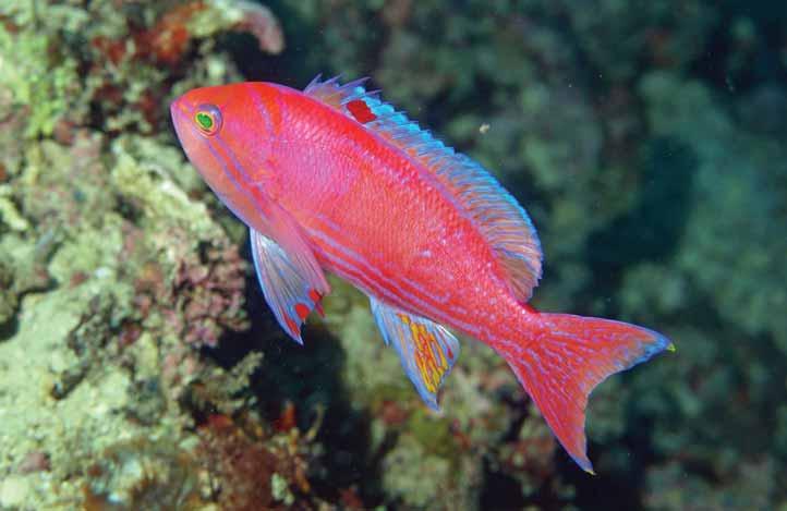 The conspecificity of specimens from the Indian Ocean and western Pacific should be tested with DNA sequences. Fig. 5. Pseudanthias bimaculatus, 86 mm SL, male, Nosy Inja, Madagascar. Photo by A. D. Connell.